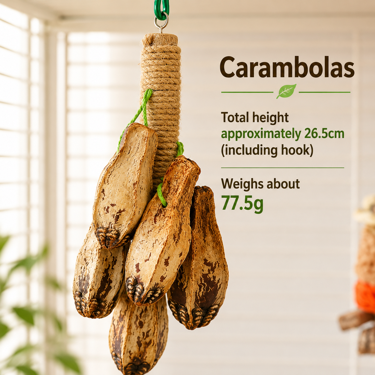 Bird Activity Perch for Daily Play, Chewing and Exploration